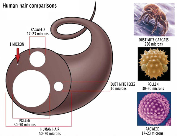 A Visual Example Of How Big A Micron Is